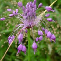 Allium carinatum subsp. pulchellum Photo: Nijssen